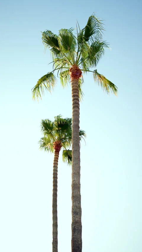 Palm trees with green fronds blowing in wind against a bright, cloudless, light Stock Footage 343494988