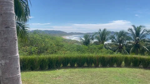Palm Trees Green Grass amd Ocean HD- Stock Footage 175946429
