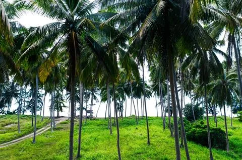 Palm trees on green grass under cloudy sky Stock Photos