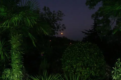 Palm trees in green light. 库存照片