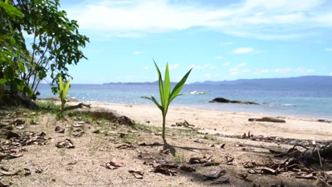 Palm trees grow on the beach Stock Footage 91795070