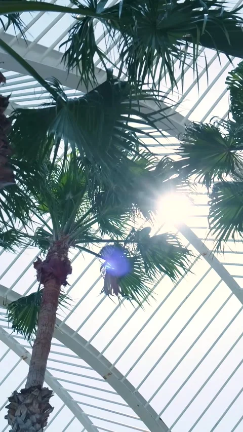 Palm trees growing inside a modern greenhouse with sun flare Stock Footage 327115269