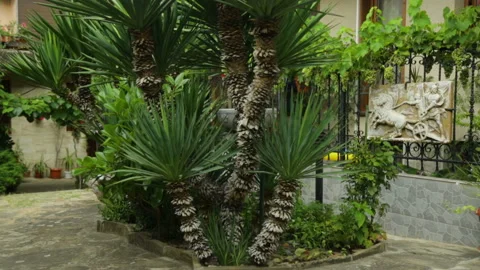 Palm trees growing in yard Stock Footage 96465348