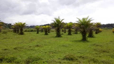 Palm trees grown in an agricultural fields in Coorg, India. Stock Footage 246590041