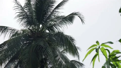 Palm Trees - Haiti Stock Footage 180317197