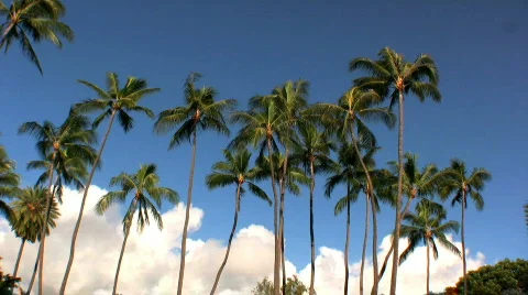 Palm Trees Hawaii Stock Footage 624572