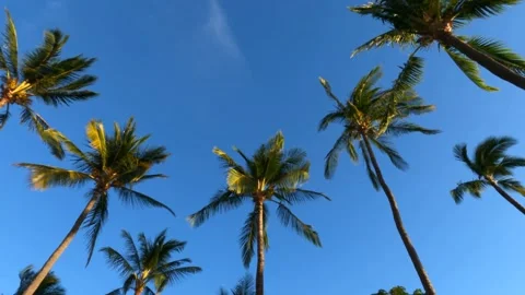 Palm Trees in Hawaii Stock Footage 162693728