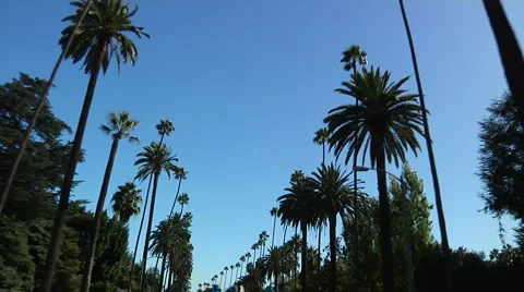 Palm Trees in HD passing them by in car  - Classic Los Angeles 库存影片 1019706