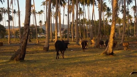Palm Trees with Herd of Brown Cows at Sunset Stock Footage 124023517