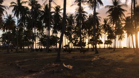 Palm Trees with Herd of Brown Cows at Sunset Stock Footage 124328037