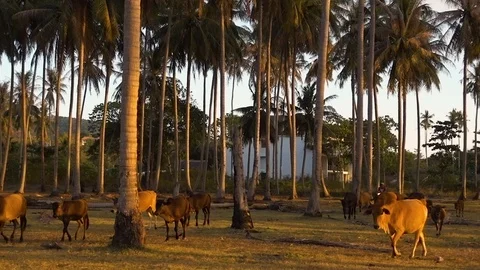 Palm Trees with Herd of Cows at Sunset Stock Footage 124023522