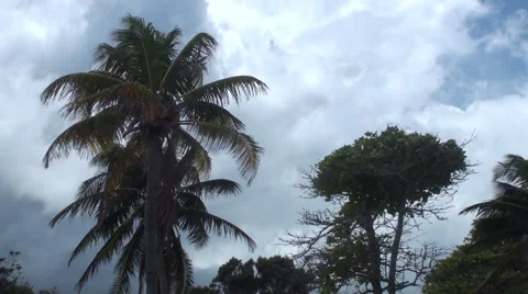 Palm Trees in High Wind Stock Footage 43162296