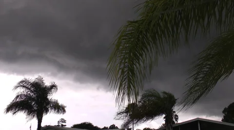 Palm trees high wind before storm Stock Footage 38584005