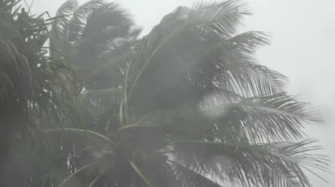 Palm trees, high winds, rain fall in Funafuti, Tuvalu HD Video Vídeo Stock 64797383