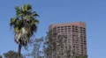 Palm Trees, Highrise Office towers, Downtown Los Angeles, USA HD Footage
