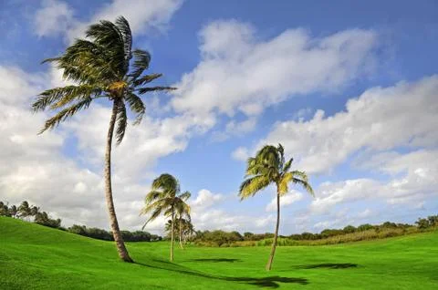 Palm trees on a hilly golf course in Kauai, Hawai Stock Photos