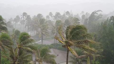 Palm Trees Hit with Tropical Storm Stock Footage 97318299