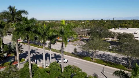 Palm Trees Horizontal Pan Left and Elevate Up - Aerial Stock-Footage 202320259