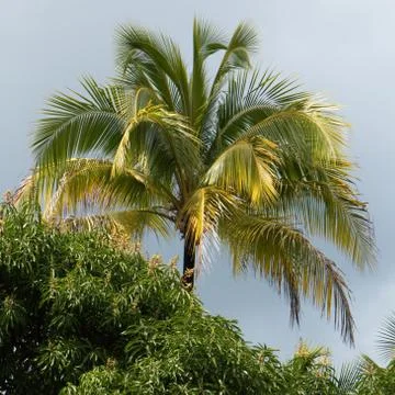Palm trees in Humboldt Park near Baracoa Stock Photos