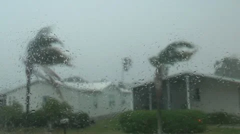 Palm Trees hurricane 60p Stock Footage 22292501