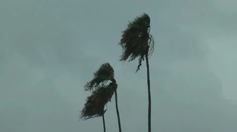 Palm trees in a hurricane Stock Footage 25332107