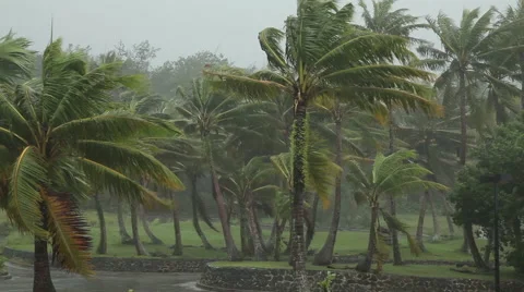 Palm trees in a hurricane Stock Footage 50301893