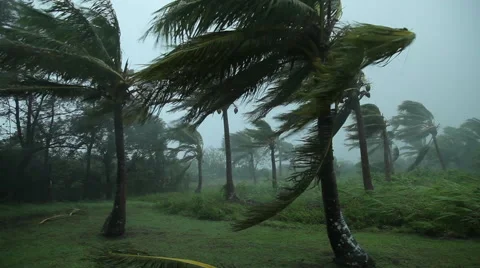 Palm Trees in a hurricane Stock Footage 50302779