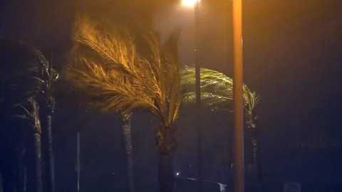 Palm Trees in Hurricane Winds 스톡 동영상 107050749