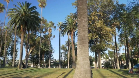 Palm Trees II Stock Footage 123947428