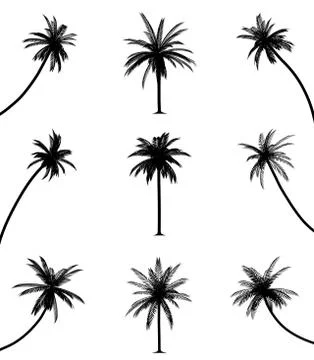 Palm trees Illustrazione stock