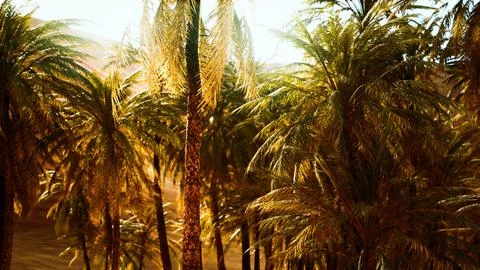 Palm trees inside the dunes Stock Illustration