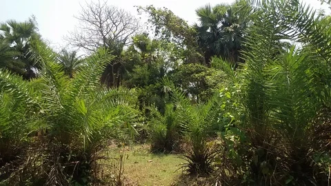Palm Trees inside a Rural Forest Stock Footage 108864296