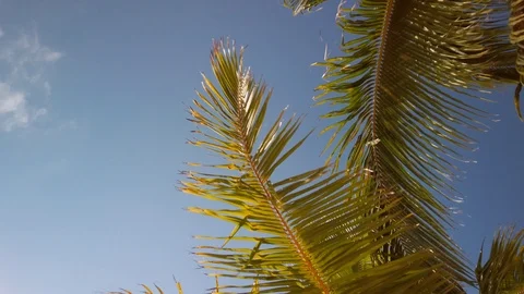 Palm Trees - Isla Roatan Stock Footage 106631498