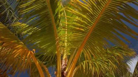 Palm Trees - Isla Roatan Stock Footage 106631507