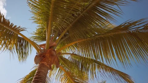 Palm Trees - Isla Roatan Stock Footage 106631524
