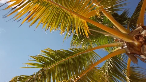 Palm Trees - Isla Roatan Stock Footage 106631540