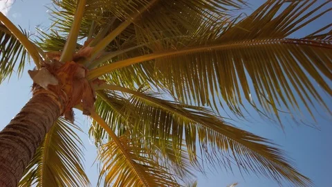 Palm Trees - Isla Roatan Stock Footage 106631568