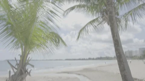Palm trees in Isla Verde Puerto Rico Beach with beautiful blue skies Stock Footage 276041311