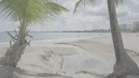 Palm trees in Isla Verde Puerto Rico Beach with beautiful blue skies Stock Footage 276041313