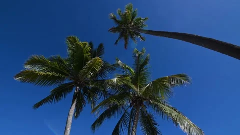 Palm Trees Isolated Stock Footage 166012128