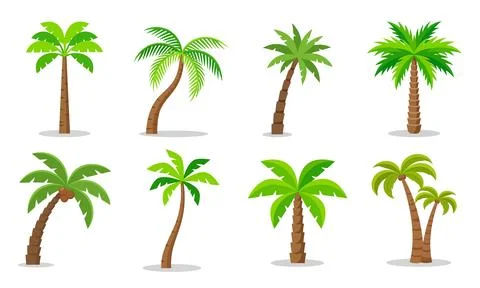 Palm trees isolated on white background. Beautiful vector palm tree set vecto Stock Illustration