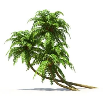 Palm trees isolated on white. multi use nature collection. Stock Illustration