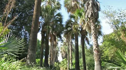 Palm Trees in Jungle Video stock 11220036