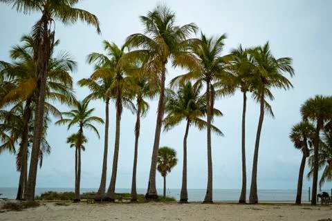 Palm trees on key biscayne Stock Photos