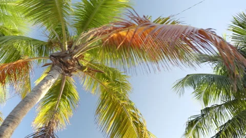 Palm trees in Key West Florida USA Stock Footage 135427182