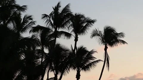 Palm trees in Key West Stock Footage 45048936