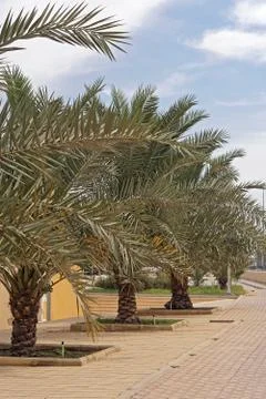 Palm trees Kuwait Stock Photos
