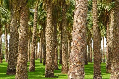 Palm trees Kuwait Stock Photos