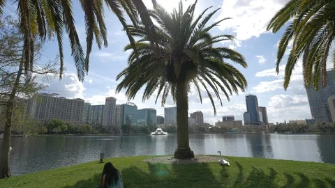 Palm trees in Lake Eola Park on a sunny day Stock-Footage 87106597