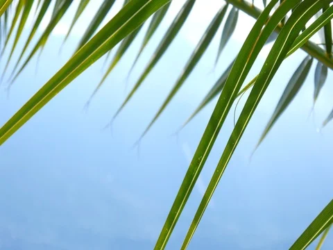 Palm trees on the lake Stock Footage 78195708